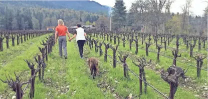  ?? PHOTOS BY GILLIAN FLACCUS/AP ?? Bill and Barbara Steele walk through their vineyard outside Jacksonvil­le, Ore.