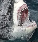  ?? ?? Jaws of the deep: Great white shark