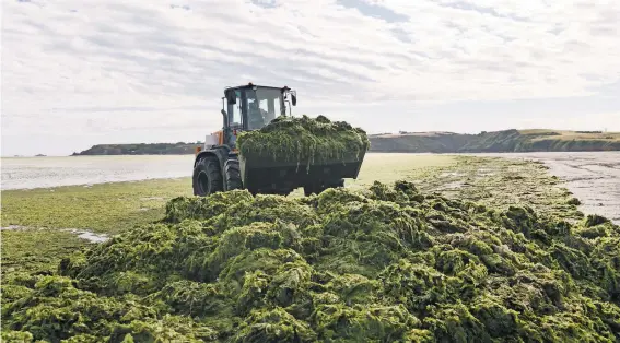  ?? ANDREA MANTOVANI FOR THE NEW YORK TIMES; BELOW, LAETITIA VANCON FOR THE NEW YORK TIMES ?? Runoff from farms has contribute­d to large, deadly algal blooms at France’s beaches. In Brittany, piles of algae are hauled off daily.