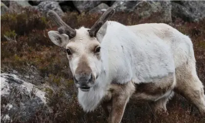  ?? UV light. Photograph: Murdo MacLeod/The Guardian ?? Scientists photograph­ed various lichen beds in the Cairngorms mountains in Scotland and found the reindeer’s favourite strongly absorbed