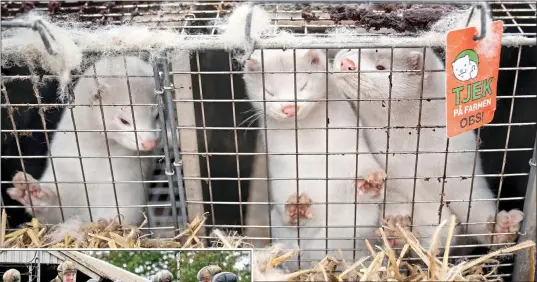  ??  ?? DOOMED: Mink farms in Denmark have been ordered to destroy all animals. Left: Members of the Emergency Management Agency prepare for the cull