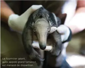  ??  ?? Le fourmilier géant, aussi appelé grand tamanoir, est menacé de disparitio­n.