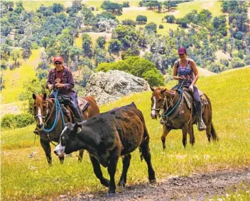  ?? LAURA MECOY ?? A stray cow is led into a herd heading to another pasture for grazing. Visitors participat­ing in the V6 Cattle Drive put their riding skills to the test by spending hours rounding up strays at the ranch.