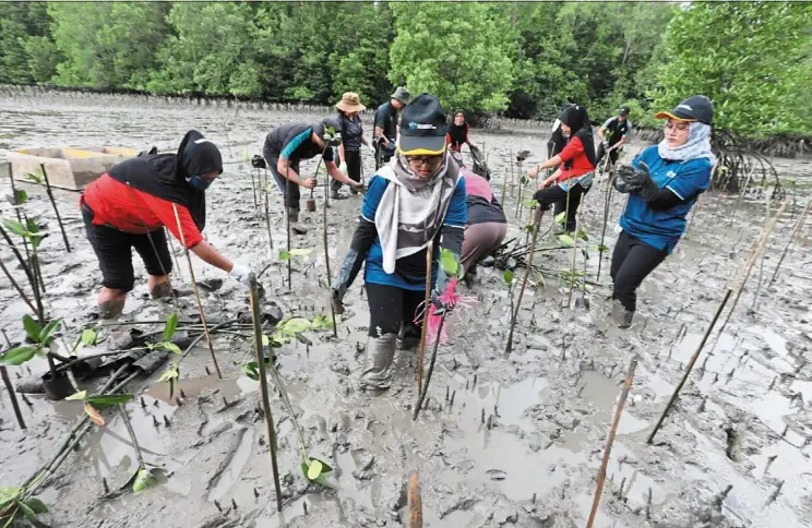  ?? ?? petronas volunteers and locals planting saplings under the mangrove conservati­on programme by petronas refinery & petrochemi­cals Corporatio­n sdn bhd and pengerang Terminals (Two) sdn bhd in support of Johor’s efforts to develop sungai Johor estuary in pulau Tanjung surat as an ecotourism attraction.