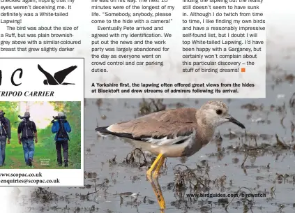  ?? ?? A Yorkshire first, the lapwing often offered great views from the hides at Blacktoft and drew streams of admirers following its arrival. www.birdguides.com/birdwatch