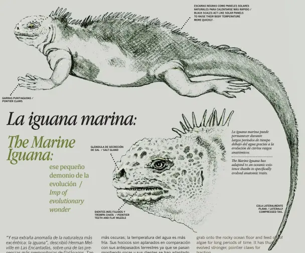  ??  ?? La iguana marina puede permanecer durante largos periodos de tiempo debajo del agua gracias a la evolución de ciertos rasgos anatómicos.
The Marine Iguana has adapted to an oceanic existence thanks to specifical­ly evolved anatomic traits.