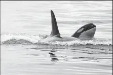  ?? Anthony Souffle, Minneapoli­s Star Tribune / TNS ?? Tahlequah’s new calf, right, was confirmed to be a male on Thursday. He’s shown beside his mother Tuesday at Point Roberts, Whatcom County.