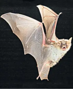  ?? ?? The greater mouse-eared bat tricks its foes by sounding like it is a dangerous mammal