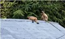  ?? Photograph: Soumyabrat­a Roy/NurPhoto/REX/Shuttersto­ck ?? Langur monkeys in West Bengal, India. Villagers in Lavool village, Maharastra, reported the animals to the forest department after the monkeys allegedly began harassing local children.