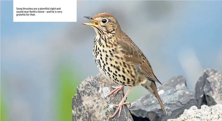  ??  ?? Song thrushes are a plentiful sight and sound near Keith’s home – and he is very grateful for that.