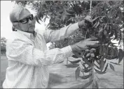  ?? XINHUA ?? A US pecan farmer shows green pecans at his plant in Georgia, the United States, earlier this month. He worries that the ongoing China-US trade disputes will affect his business.