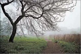  ??  ?? A foggy morning at Montrose Point.