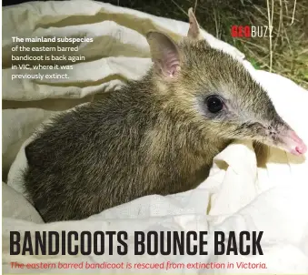  ?? ?? The mainland subspecies of the eastern barred bandicoot is back again in VIC, where it was previously extinct.