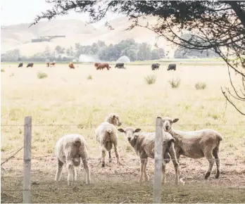  ?? ?? Before yarding any sheep or cattle, Rural Support Tararua recommend speaking to your processors and transporte­rs as they will have rules and requiremen­ts around loading and transporti­ng animals.