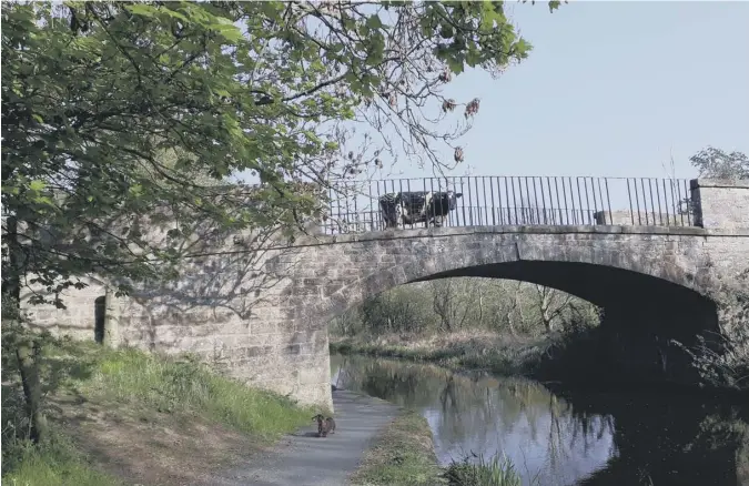  ??  ?? 0 Scotsman reader Anne Kilgour writes: ‘Mooove along there! I saw this inquisitiv­e cow enjoying a stroll over a bridge on the canal near Ratho.’