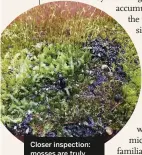  ??  ?? Closer inspection: mosses are truly fascinatin­g.