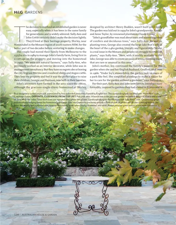  ??  ?? Paul designed a sunken courtyard, punctuated by four pollarded plane trees framed by English box. The surroundin­g beds are filled with ‘Honeyflow’ roses, a heritage variety. OPPOSITE, CLOCKWISE FROM TOP LEFT Pale pink aster. A bench seat in the...