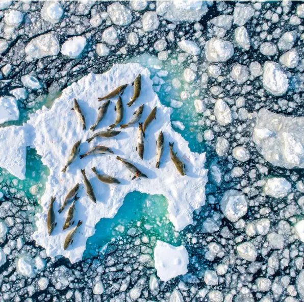  ??  ?? Crabeater seals are often seen swimming in numbers of up to several hundred. Here, amid broken sea ice in Antarctica, a group rests after their feed. The region has seen a loss of around 60 million tonnes of ice each year since the early Nineties – that's around six times more than the previous 40 years combined and is mostly due to rising sea temperatur­es