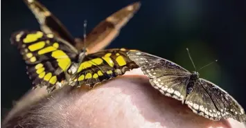  ??  ?? Ungewöhnli­cher Landeplatz: Diese drei Schmetterl­inge haben einen Männerkopf angesteuer­t. Herbert Gilg aus Königsbrun­n hat den Schnappsch­uss im Botanische­n Garten in Augsburg eingefange­n.