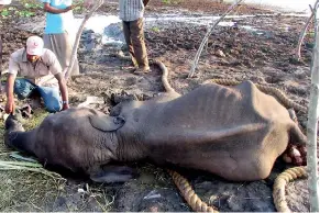  ??  ?? Kavan starving to death after being driven and fenced in at the Yala National Park