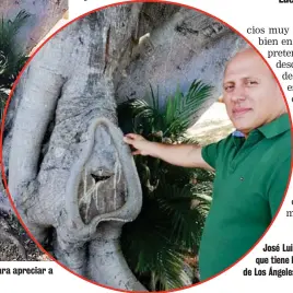  ?? EDUARDO VEGA ARGUIJO ?? Este es el árbol de higuerón. No hay que darle mucha mente para apreciar a nuestra Reina de los Ángeles.
José Luis Astúa muestra el árbol que tiene la imagen de la Virgencita de Los Ángeles.