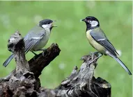  ?? (foto Milani) ?? Fauna
Da sinistra: una ghiandaia marina; «chiacchier­e» di cincialleg­ra; il volo di un falco di palude. Sotto, l’airone bianco maggiore sul Ticino