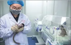  ?? XINHUA JIN LIWANG / ?? It’s feeding time for two cloned monkeys, Zhong Zhong and Hua Hua, at the nonhuman primate research facility at the Chinese Academy of Sciences’ Institute of Neuroscien­ce in Suzhou, Jiangsu province, on Monday. Scientists there on Thursday said they...