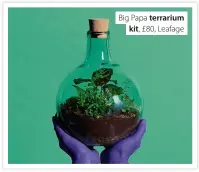  ?? ?? Big Papa terrarium kit, £80, Leafage