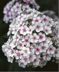  ?? John Everett ?? Summer phlox, or Phlox paniculata, is low maintenanc­e and draws butterflie­s with its fragrance.