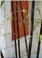  ?? MAUREEN GILMER/TNS ?? Contrast the canes of black bamboo against a background that highlights the dramatic forms.