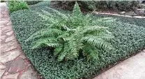  ?? Chronicle file photo ?? Asian jasmine as ground cover is an important part of creating a sound barrier in noisy areas.