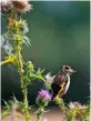  ??  ?? Left to right: The mirrored pond emerges through the trees; with its daggerlike bill and neck curled into an S-shape, a heron takes flight; a froglet makes a bid for freedom; thistle lunch for a goldfinch.