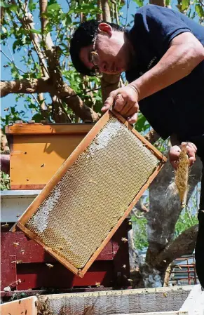  ??  ?? Sweet returns: A beekeeper holding a hive before collecting the honey at a farm in Yilan. — AFP