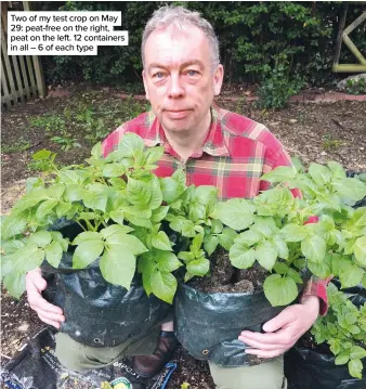 ??  ?? Two of my test crop on May 29: peat-free on the right, peat on the left. 12 containers in all – 6 of each type