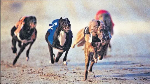  ??  ?? Dogs racing at Shawfield where 28 have tested positive for drugs since 2009
Chris James