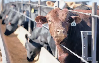  ?? NATI HARNIK/AP 2020 ?? Cattle occupy a feed lot in Columbus, Nebraska. Ranchers in at least four states are planning to open slaughterh­ouses.