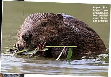  ??  ?? Impact: The beaver. How area at Loch Monzievair­d, main photo, has been hit