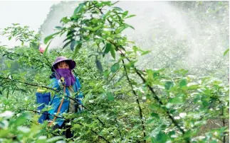  ??  ?? Las plantacion­es de pimienta de Sichuan son utilizadas en la industria para el alivio de la pobreza en el poblado de Zhanpu.