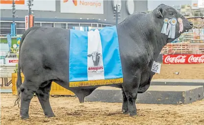  ??  ?? Imponente. El toro premiado de la cabaña Corral de Guardia tiene tres años y pesa 1.056 kilos.