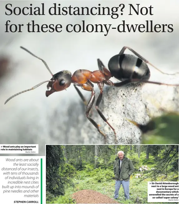  ?? Martin Dohrn
Martin Dohrn ?? Wood ants play an important role in maintainin­g habitats
Sir David Attenborou­gh next to a large wood ant nest in Europe for a documentar­y which unravelled the secrets of a
so-called ‘super colony’