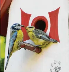  ?? Foto: Familie Sommer ?? Dieses Blaumeisen­pärchen ist in Oberndorf im Landkreis Donau Ries im Stress: Die jungen Eltern sind ständig auf der Suche nach ausreichen­d Nahrung für ihren Nach  wuchs.