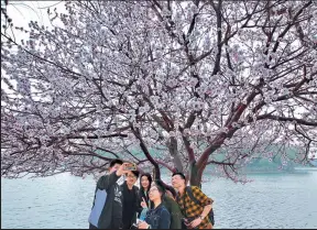  ?? PHOTOS BY WEI XIAOHAO / CHINA DAILY, LI XIN AND JIN LIWANG / XINHUA ?? A growing number of people visit Beijing’s parks to enjoy the colorful blossoms of mountain peaches, apricots and cherries.