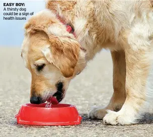  ??  ?? EASY BOY:
A thirsty dog could be a sign of health issues