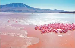  ?? ?? In den kalten Gebirgstäl­ern der südlichen Anden werden die Flamingos von eisigen Windschnel­len heimgesuch­t