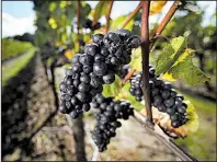  ?? AP file photo ?? Pinot noir grapes grow in 2013 at the Benton-Lane Winery in Monroe, Ore.