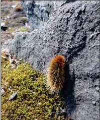  ?? (Photo courtesy of Mike Beauregard, Nunavut, Canada) ?? The Arctic woolly bear caterpilla­r can survive temperatur­es of 70 degrees below zero.