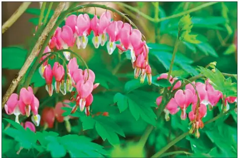  ?? (AP/Dean Fosdick) ?? Bleeding hearts are typical of the old standards commonly found in the grandmothe­r’s gardens that were popular landscape fixtures several generation­s ago. They consist of flower varieties frequently remembered from our childhoods and ancestral homes but that have become unfashiona­ble today.