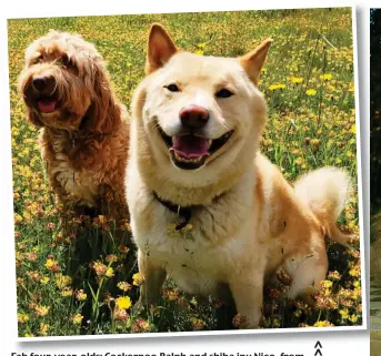  ??  ?? Fab four-year-olds: Cockerpoo Ralph and shiba inu Nico, from Pontypridd in South Wales, love chasing stones and chomping cheese