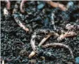  ?? Foto: Sebastian Gollnow, dpa ?? Regenwürme­r spielen in der Natur eine große Rolle, sie machen den Boden fruchtbar.