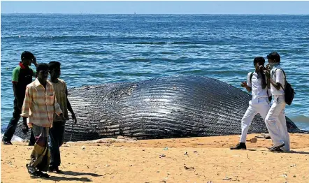  ??  ?? People walk past the body of a blue whale on a beach in Colombo, Sri Lanka, after it was hit by a ship and killed. Sri Lankan conservati­onists and shipping companies have joined forces to get one of the world’s busiest shipping lanes moved, to save the blue whales that feed there.